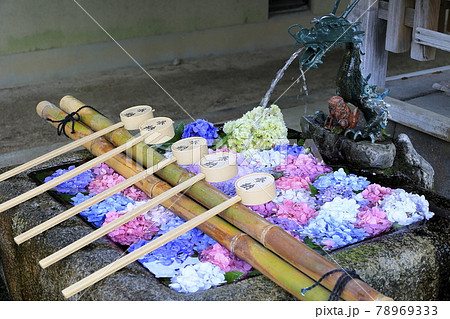 藤森神社　満開のあじさい園 78969333