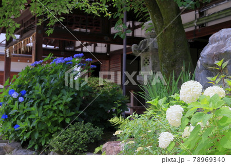 藤森神社　満開のあじさい園 78969340