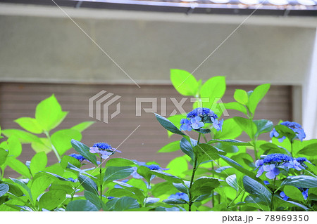 藤森神社　満開のあじさい園 78969350