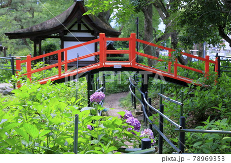 藤森神社　満開のあじさい園 78969353
