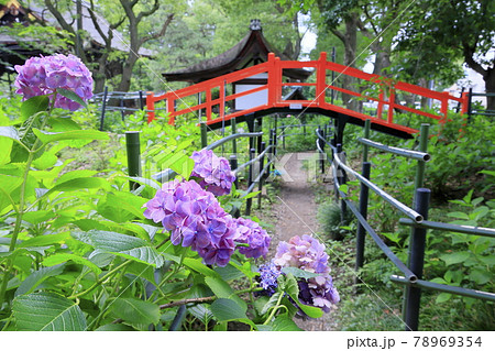藤森神社 満開のあじさい園 藤森神社 満開のあじさい園 78969354