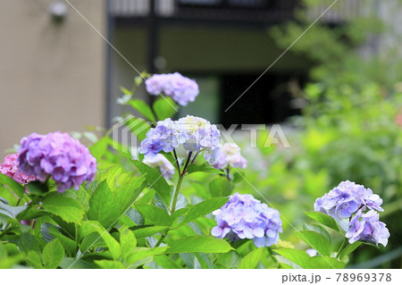 藤森神社　満開のあじさい園 78969378