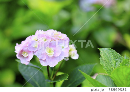藤森神社　満開のあじさい園 78969381