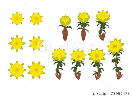 キタミフクジュソウ　セット 78969478