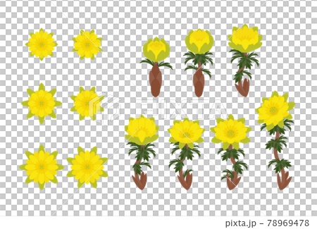 キタミフクジュソウ　セット 78969478