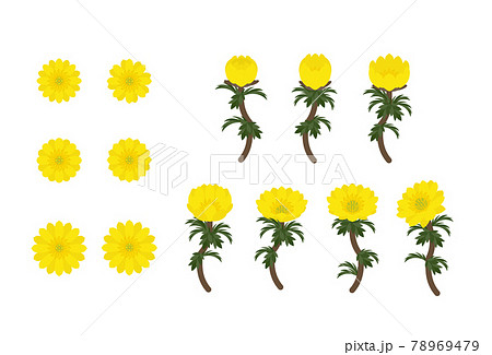 フクジュソウ　セット 78969479