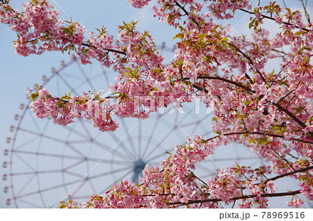 満開の河津桜と観覧車 満開の河津桜と観覧車 78969516