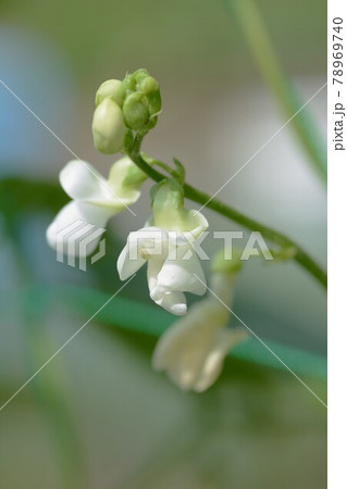 家庭菜園・インゲン豆の花と実 家庭菜園・インゲン豆の花と実 78969740