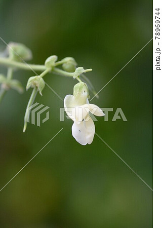 家庭菜園 インゲン豆の花と実の写真素材