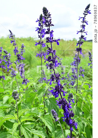 ラベンダーセージの花（シソ科） 78969837