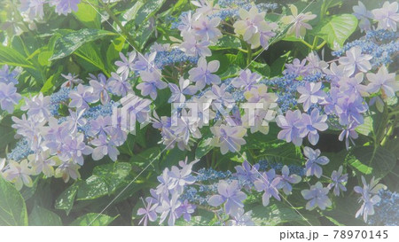 背景ーアジサイ。淡いピンクや蒼い色彩。 背景ーアジサイ。淡いピンクや蒼い色彩。 78970145