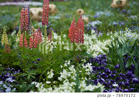 ルピナスなどの草花が美しく咲いている 78970172