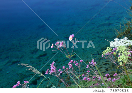中国四川省 九寨溝の湖沼群 老虎海の草花 中国四川省 九寨溝の湖沼群 老虎海の草花 78970358