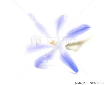 一輪のユキゲユリ 78970525