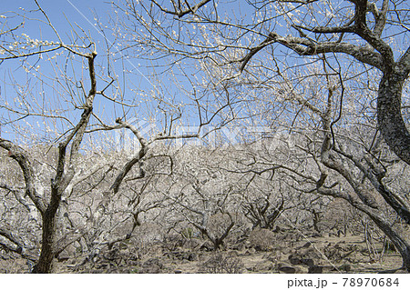 筑波山　梅林 78970684