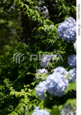 紫陽花 78970696