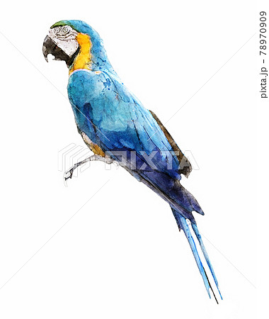 Illustration of blue and gold macaw sketch drawing grunge vector outline  animal 21861145 Vector Art at Vecteezy