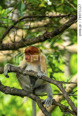 さる サル 猿 78971127