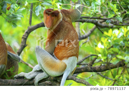 さる サル 猿 78971137