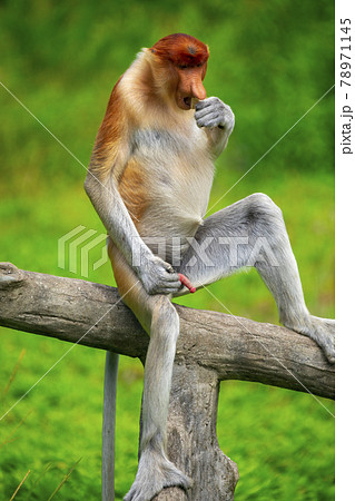 さる サル 猿の写真素材