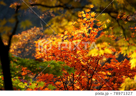 日本の秋の代名詞 日光の美しい紅葉 日本の秋の代名詞 日光の美しい紅葉 78971327