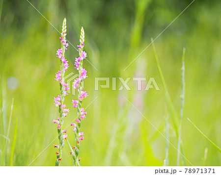 ネジバナ ネジバナ 78971371