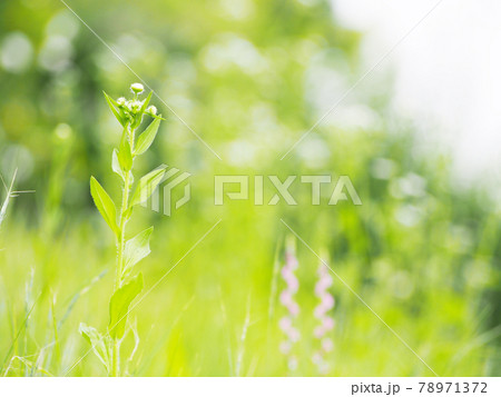 ネジバナ ネジバナ 78971372