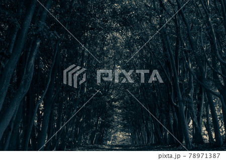 薄暗い森の中の風景 78971387