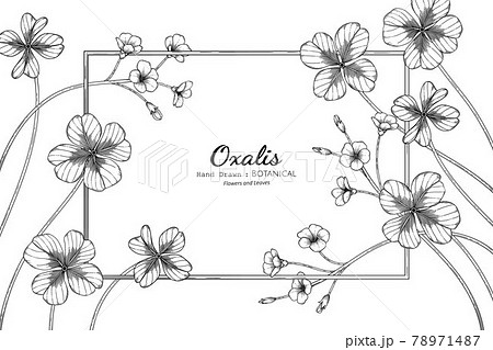 Oxalis Flower And Leaf Hand Drawn Botanical のイラスト素材