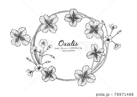 Oxalis flower and leaf hand drawn botanical illustration with line art. 78971488
