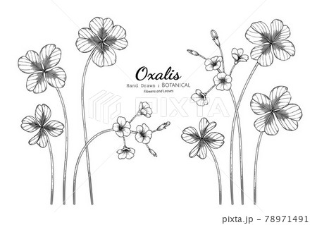 Oxalis flower and leaf hand drawn botanical illustration with line art. 78971491