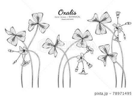 Oxalis flower and leaf hand drawn botanical illustration with line art. 78971495