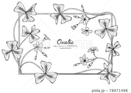 Oxalis flower and leaf hand drawn botanical illustration with line art. 78971498