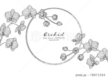 Orchid Flower And Leaf Hand Drawn Botanical のイラスト素材