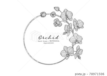 Orchid Flower And Leaf Hand Drawn Botanical のイラスト素材