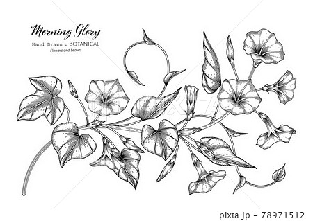 Morning Glory Flower And Leaf Hand Drawn のイラスト素材