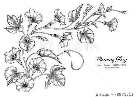 Morning Glory Flower And Leaf Hand Drawn のイラスト素材