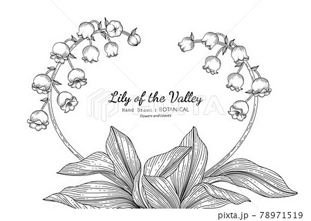Lily Of The Valley Flower And Leaf Hand Drawn のイラスト素材