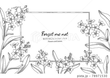 Forget me not flower and leaf hand drawn botanical illustration with line art. 78971530