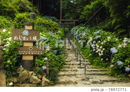 【栃木県】大平山　あじさい坂　無人 78972771