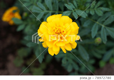 マリーゴールド マリーゴールド 78972780