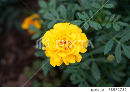 マリーゴールド マリーゴールド 78972782