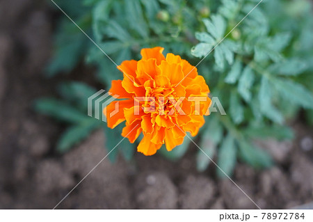 マリーゴールド マリーゴールド 78972784