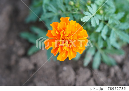 マリーゴールド マリーゴールド 78972786