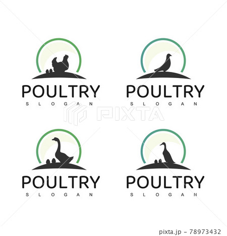 Poultry Logo Design Template Poultry Logo Design Template 78973432