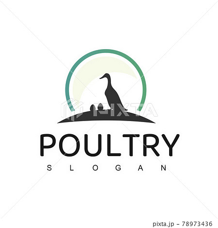 Poultry Logo Design Template 78973436