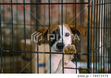 rescued puppy wants to get out from cage (動物保護) rescued puppy wants to get out from cage (動物保護) 78973479