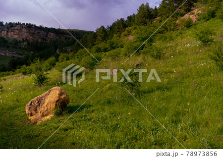 Hiking through the alpine meadows filled with wildflowers. Hiking through the alpine meadows filled with wildflowers. 78973856