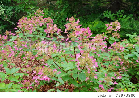 ノリウツギ ウィムズレッド ノリウツギ ウィムズレッド 78973880