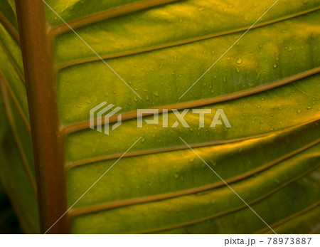 Large golden leaf of plant with beautiful daytime sunlight background. Pinnate compound leaf style. Any of nature, leaves, or plant concept. Large golden leaf of plant with beautiful daytime sunlight background. Pinnate compound leaf style. Any of nature, leaves, or plant concept. 78973887